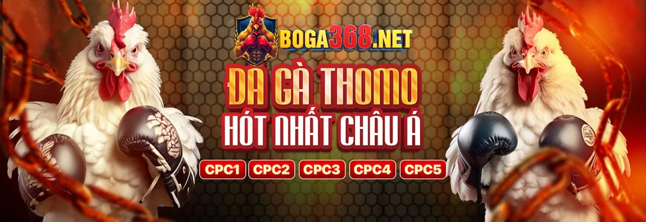 Sân đấu đá gà CPC1 trực tiếp với gà chiến